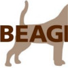 Beagle - Blumenau